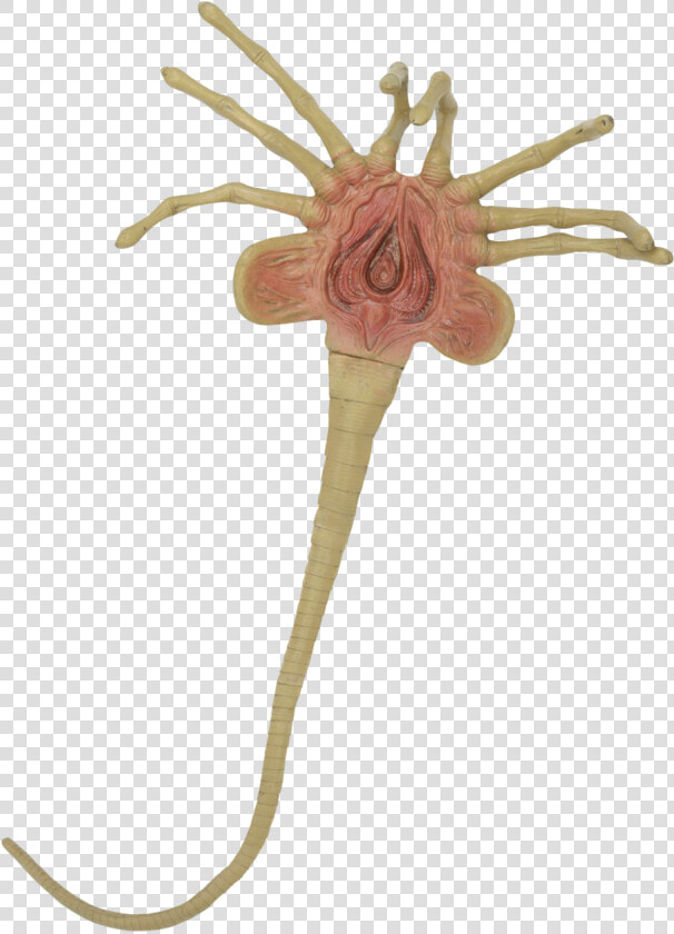 Alien Facehugger  HD Png DownloadTransparent PNG