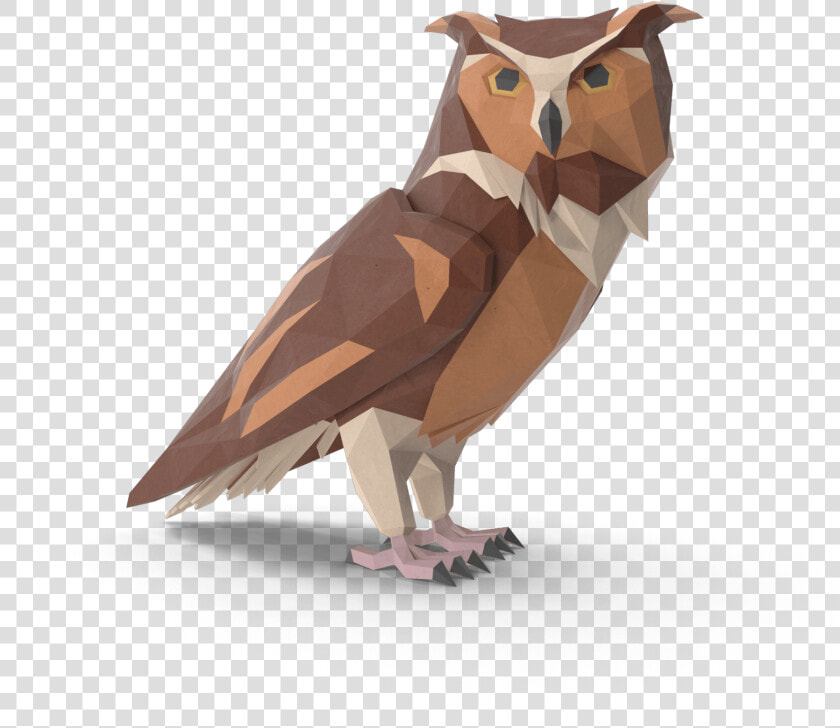 Eastern Screech Owl  HD Png DownloadTransparent PNG