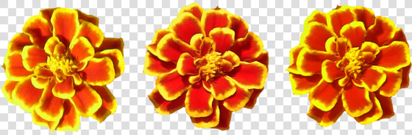 Marigolds Png Transparent   Marigold Flower Toran Png  Png DownloadTransparent PNG