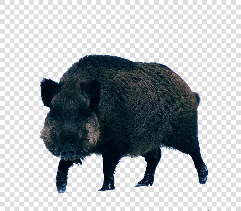 Boar Png Image Transparent Background  Png DownloadTransparent PNG