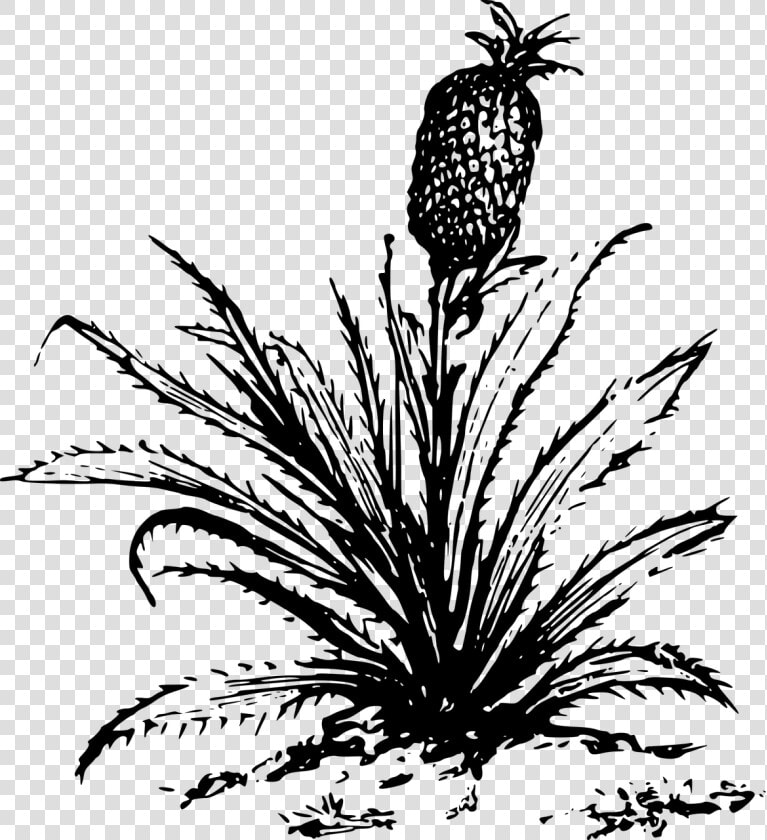 Pineapple Drawing Cartoon Plants   Big Plants Clip Art Black And White  HD Png DownloadTransparent PNG