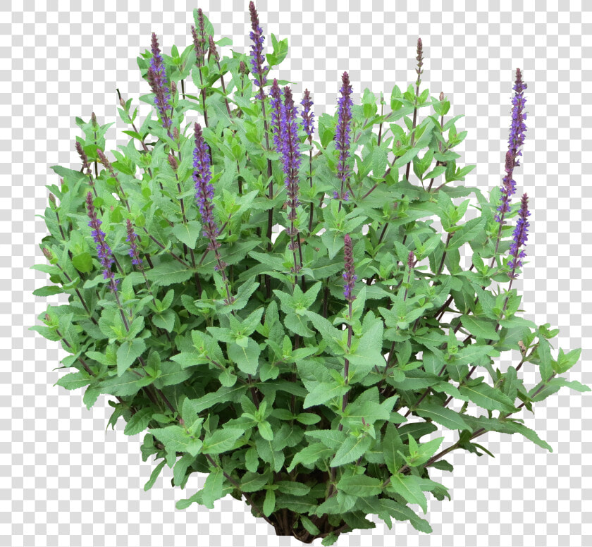 Garden Bush Png   Shrub Flower Png  Transparent PngTransparent PNG