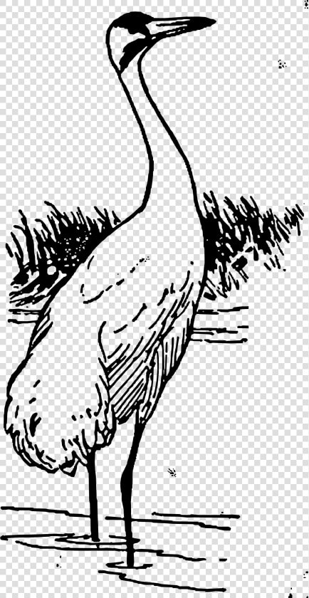 Whooping Crane Clip Arts   Clipart Black And White Crane  HD Png DownloadTransparent PNG