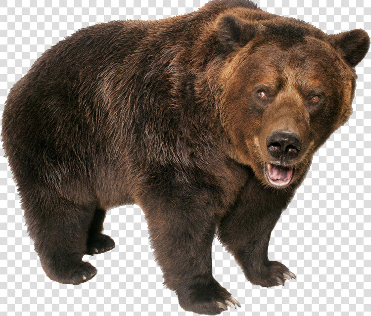 Grizzly Bear Png   Grizzly Bear Transparent Background  Png DownloadTransparent PNG