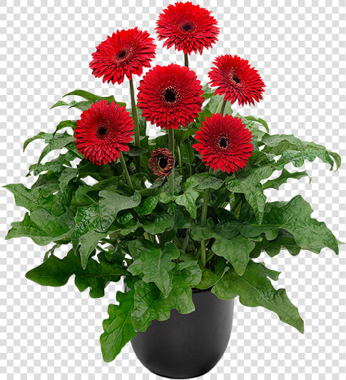 Barberton Daisy  HD Png DownloadTransparent PNG