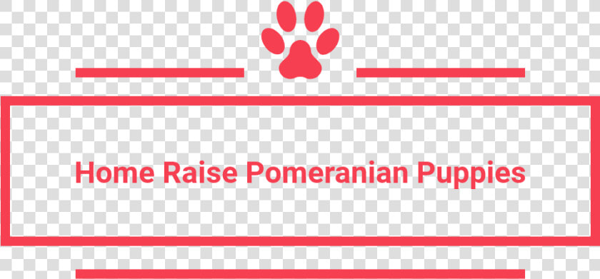 Home Raise Pomeranian Puppies   Carmine  HD Png DownloadTransparent PNG