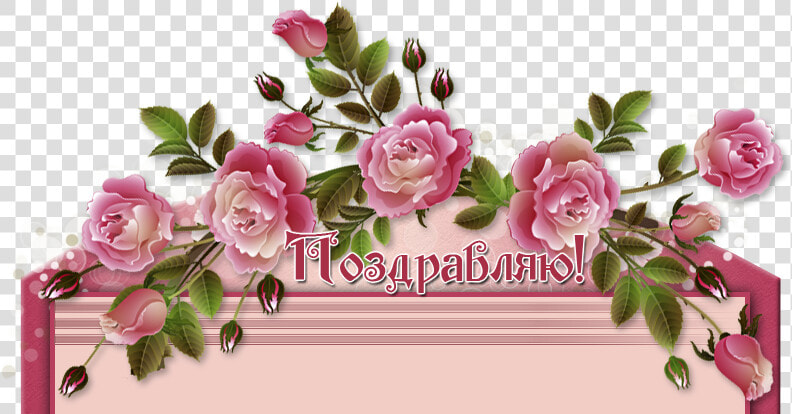 Изображение Для Плейкаста   Garden Roses  HD Png DownloadTransparent PNG