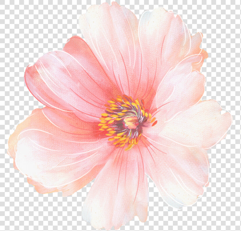 Common Zinnia  HD Png DownloadTransparent PNG