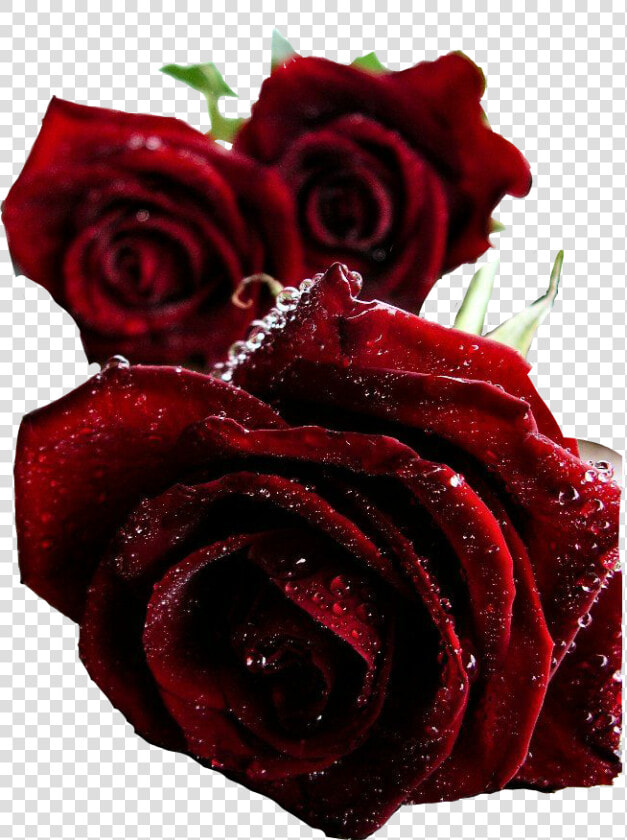  rosas🌹 Rojas  flores  stickers   Beautiful Dark Red Roses  HD Png DownloadTransparent PNG