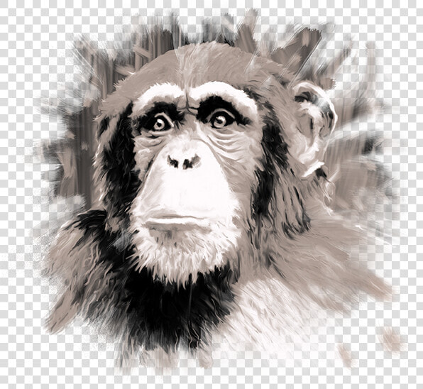 Common Chimpanzee  HD Png DownloadTransparent PNG