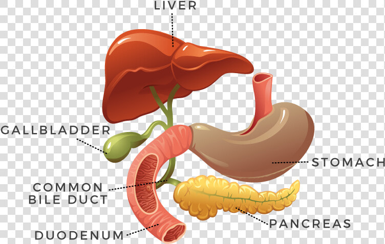 Digestion  HD Png DownloadTransparent PNG