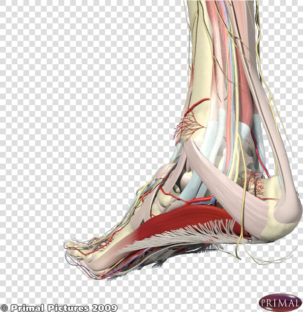 Nerves Associated With The Heel And Arch   Foot Arch Muscle Anatomy  HD Png DownloadTransparent PNG