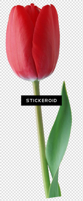 Sprenger S Tulip   Png Download   Sprenger  39 s Tulip  Transparent PngTransparent PNG