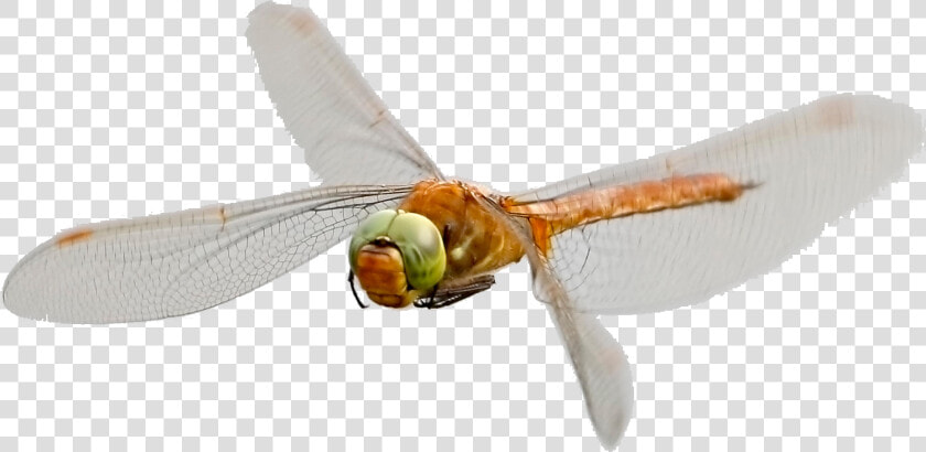 Norfolk Hawaker Dragonfly   Hawker Dragonflies  HD Png DownloadTransparent PNG