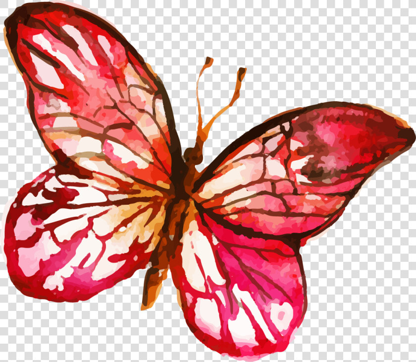 Brush footed Butterfly  HD Png DownloadTransparent PNG