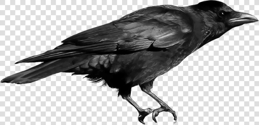 Transparent Diego Barrueco Png   Crow Png File  Png DownloadTransparent PNG