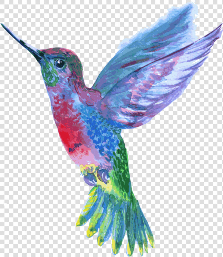 Hummingbird Drawing   Png Download   Transparent Background Hummingbird Png  Png DownloadTransparent PNG