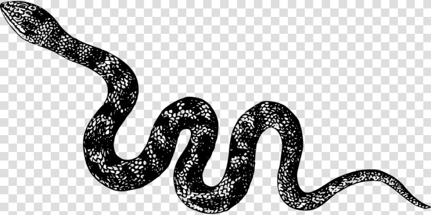 Animal  Cobra  Nature  Reptile  Snake  Venomous   Black And White Snake Clipart  HD Png DownloadTransparent PNG