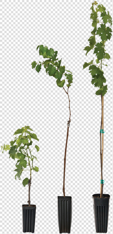 Houseplant  HD Png DownloadTransparent PNG