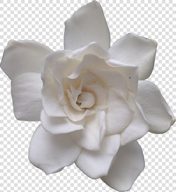 “the Most Lovely Gardenia   Gardenia Transparent  HD Png DownloadTransparent PNG