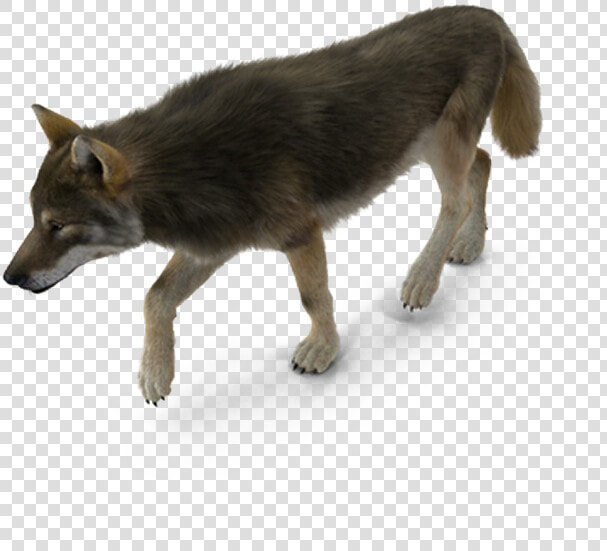 Dog Breed Coyote   American Bison Png  Transparent PngTransparent PNG