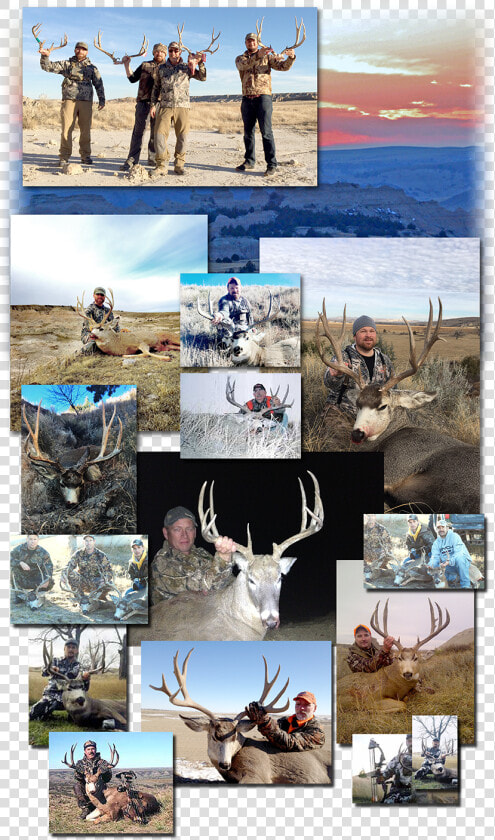 Quarter Transparent Caribou   Hunting Collage  HD Png DownloadTransparent PNG