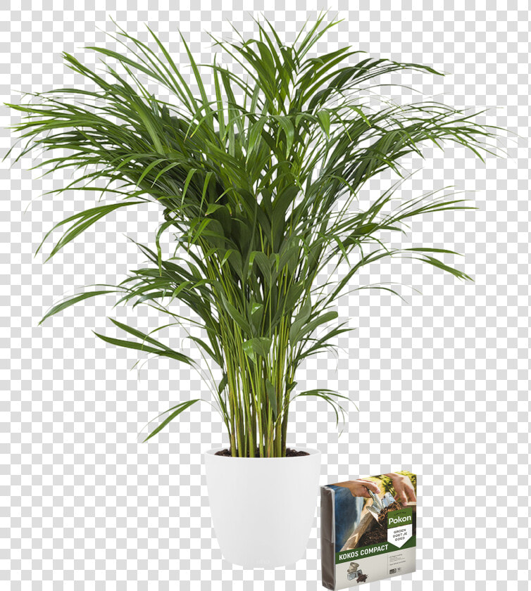 Indoor Plant Golden Cane   Large Pot Plants  HD Png DownloadTransparent PNG