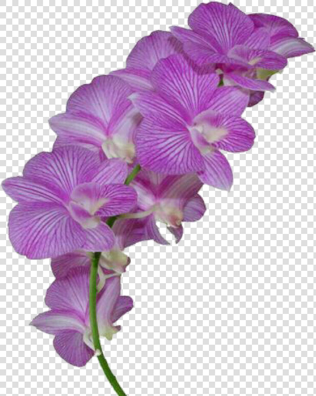  flor  morado  flowers  flores  flower   Orchid On Transparent Background  HD Png DownloadTransparent PNG