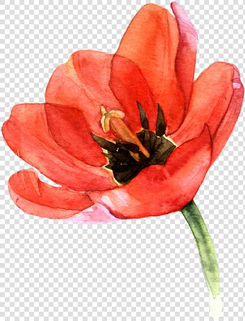 Tulip Transparent Watercolor   Floral Watercolor Tulip Clipart  HD Png DownloadTransparent PNG