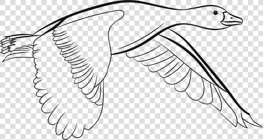 Duck Bird Drawing Goose Coloring Book   Duck Flying Clipart Black And White  HD Png DownloadTransparent PNG