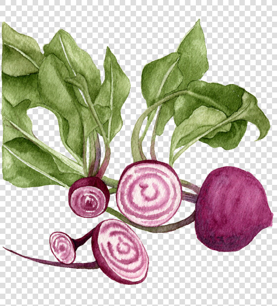 Chioggia beets   Beetroot  HD Png DownloadTransparent PNG