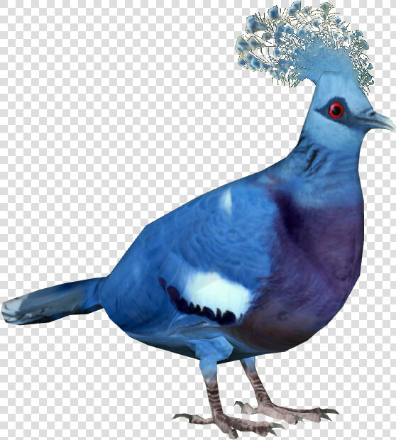 Transparent Pigeon Png   Victoria Crowned Pigeon Png  Png DownloadTransparent PNG