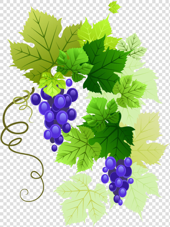  grapes  vine  vines  stems  decoration  borders  terrieasterly   Transparent Background Grape Vine Border  HD Png DownloadTransparent PNG