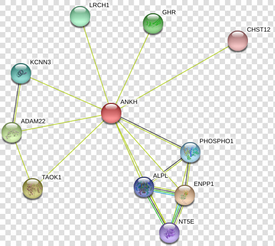 Ankh Protein   Circle  HD Png DownloadTransparent PNG