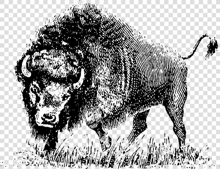 Water Buffalo Royalty free American Bison Clip Art   Vector Black And White Buffalo  HD Png DownloadTransparent PNG