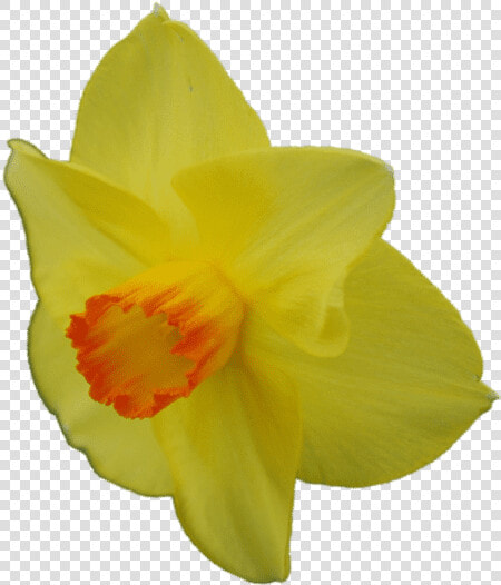 Narcissus  HD Png DownloadTransparent PNG