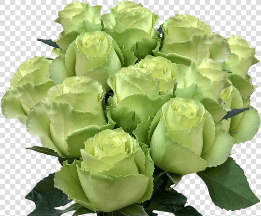 Long Stem Lime Green Roses Buy Fresh Roses Mint Green   Garden Roses  HD Png DownloadTransparent PNG