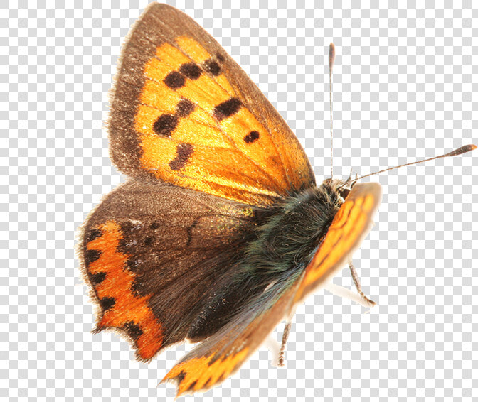 Moth   Lycaena Phlaeas  HD Png DownloadTransparent PNG