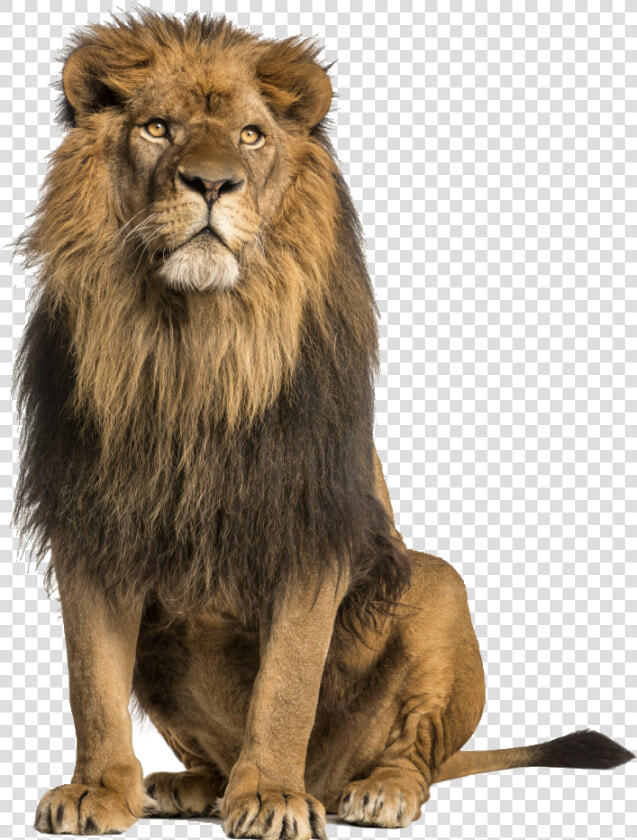 Lion Stock Photography Royalty free   Lion Sitting Up  HD Png DownloadTransparent PNG