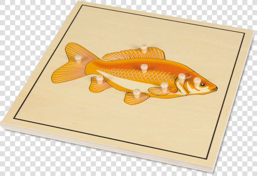 Casti Tela Ryba Montessori  HD Png DownloadTransparent PNG