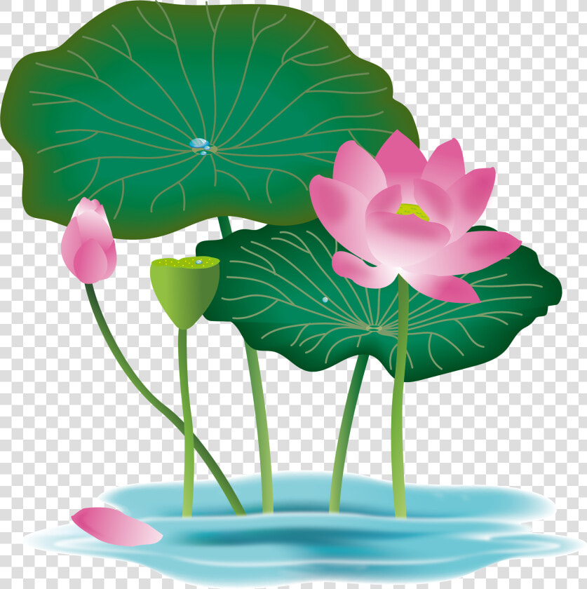 Transparent Pink Lotus Flower Clipart   Lotus Flower Vector Png  Png DownloadTransparent PNG