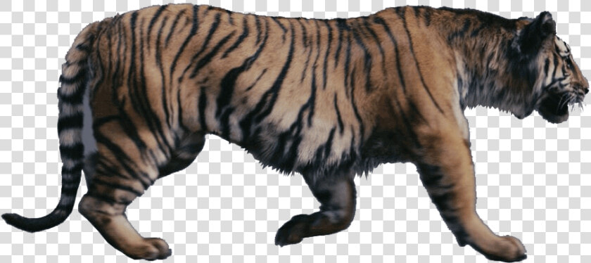 Tigers Were Talking Beasts In Narnia   Chronicles Of Narnia Tiger  HD Png DownloadTransparent PNG