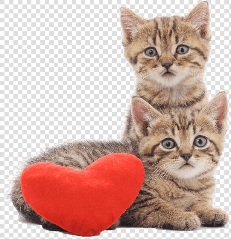 Two Cats Sitting With A Heart Cushion   De Chatons Avec Fond Blanc  HD Png DownloadTransparent PNG