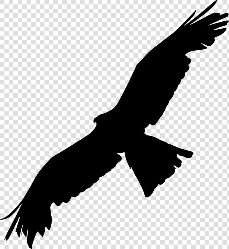 Bald Eagle Bird Of Prey Silhouette   Silhouette Raven Spread Wings  HD Png DownloadTransparent PNG