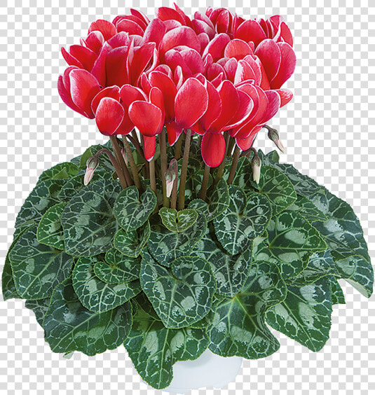 Cyclamen  HD Png DownloadTransparent PNG