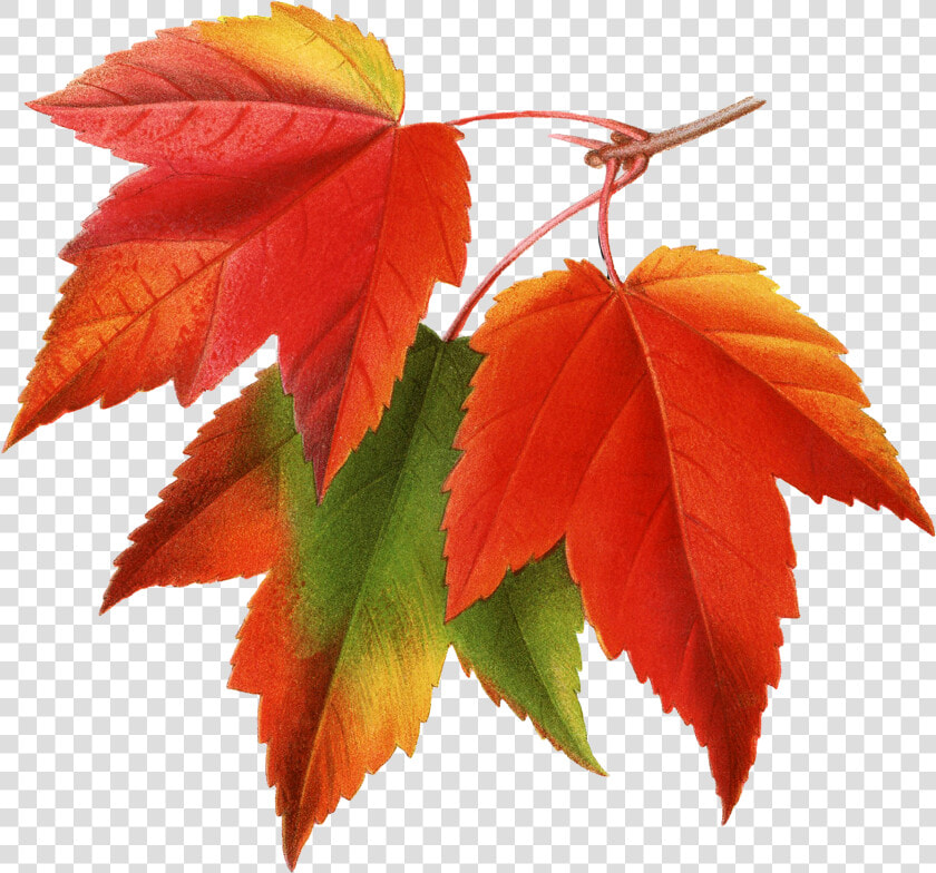 Canada Japanese Maple Red Maple Maple Leaf Clip Art   Autumn Leaves Png  Transparent PngTransparent PNG