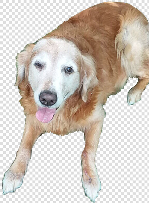 Golden Retriever   Transparent Cartoons   Golden Retriever  HD Png DownloadTransparent PNG