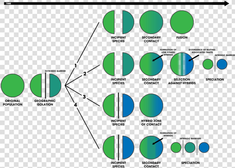 Consequences Of Secondary Contact   Secondary Consequences  HD Png DownloadTransparent PNG