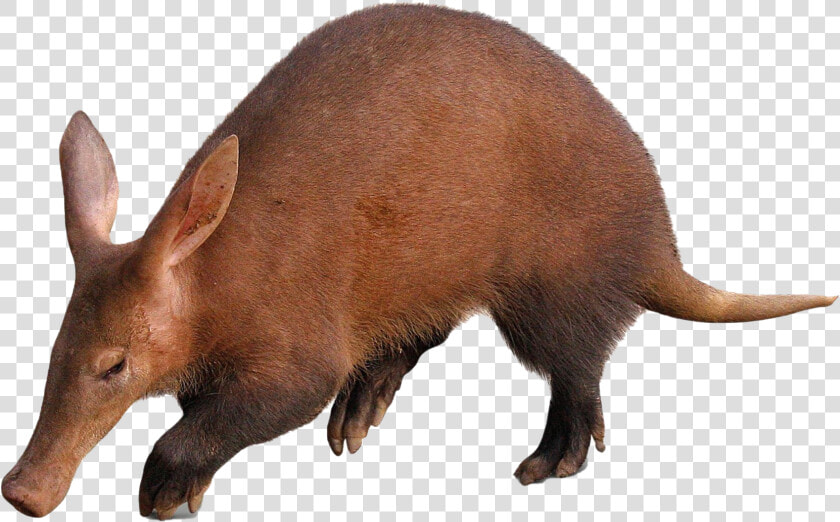 Aardvark   Article  HD Png DownloadTransparent PNG