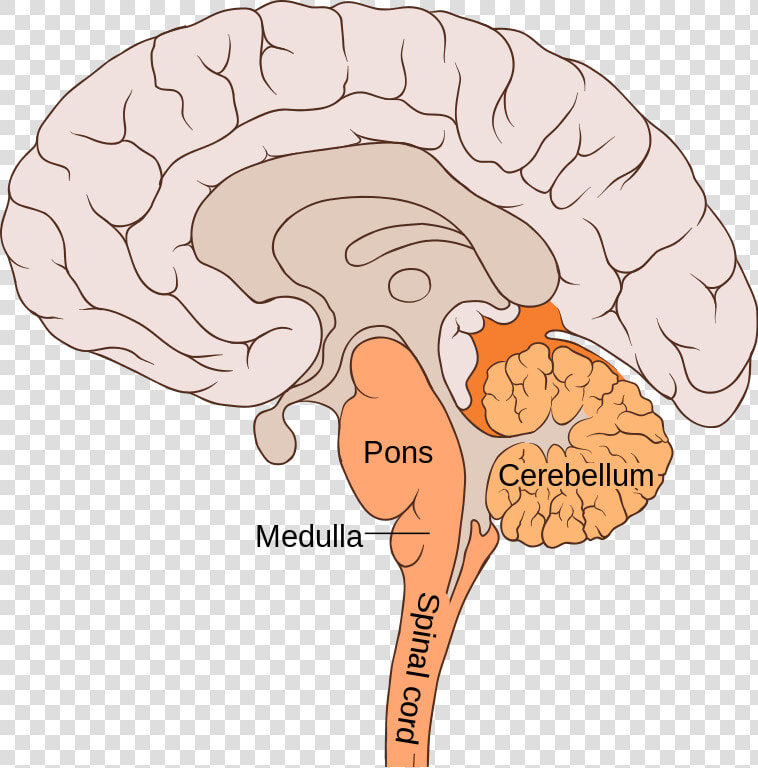 The Hindbrain   Pons Function  HD Png DownloadTransparent PNG